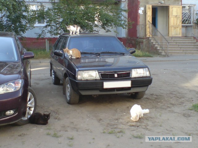 Котовторник!