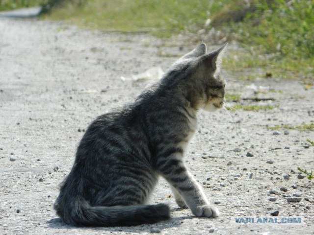 Котовторник 06.09.11