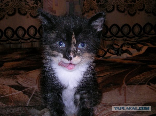Котовторник (31.01.2012)