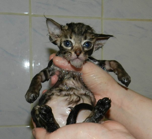 Котовторник! 13.03.2012