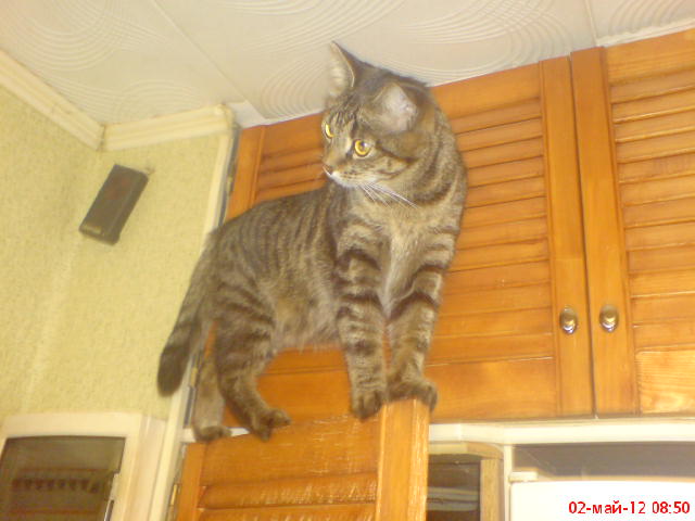 Котовторник 11.09.2012