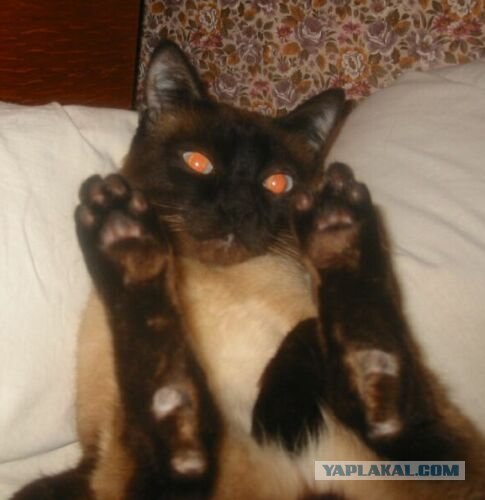 Котовторник 30.10.2012