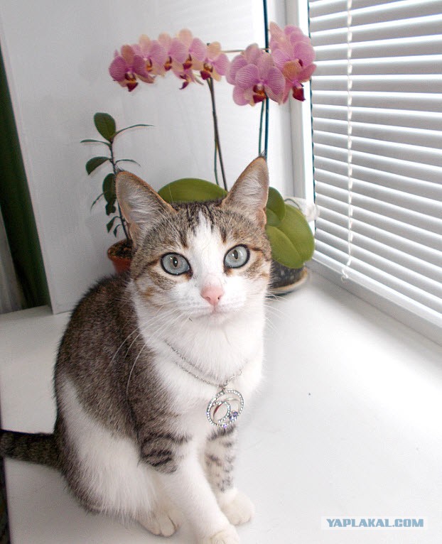 Суп с щавелем. (зелёные щи)