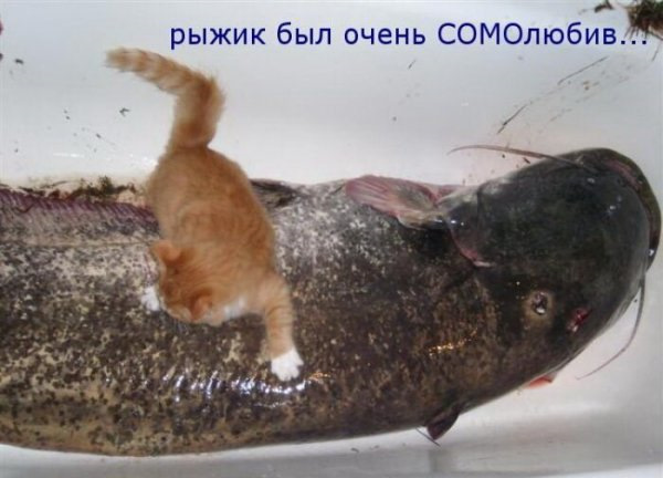 Картинки разные 4.12.19.