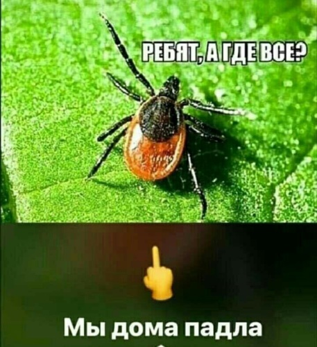 Минтай, форель и осетрина