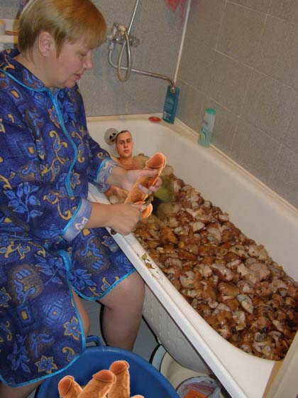 Фотожаба: Грибы на ноутбуке
