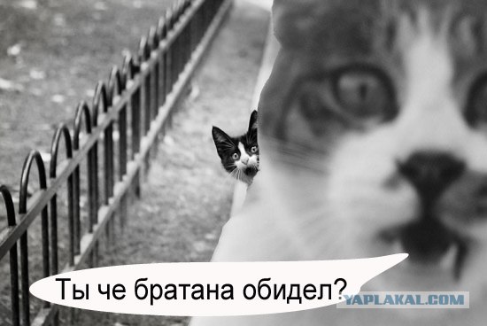Фотожаба: Кот