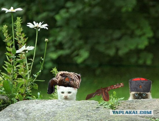 Фотожаба:Коты в засаде