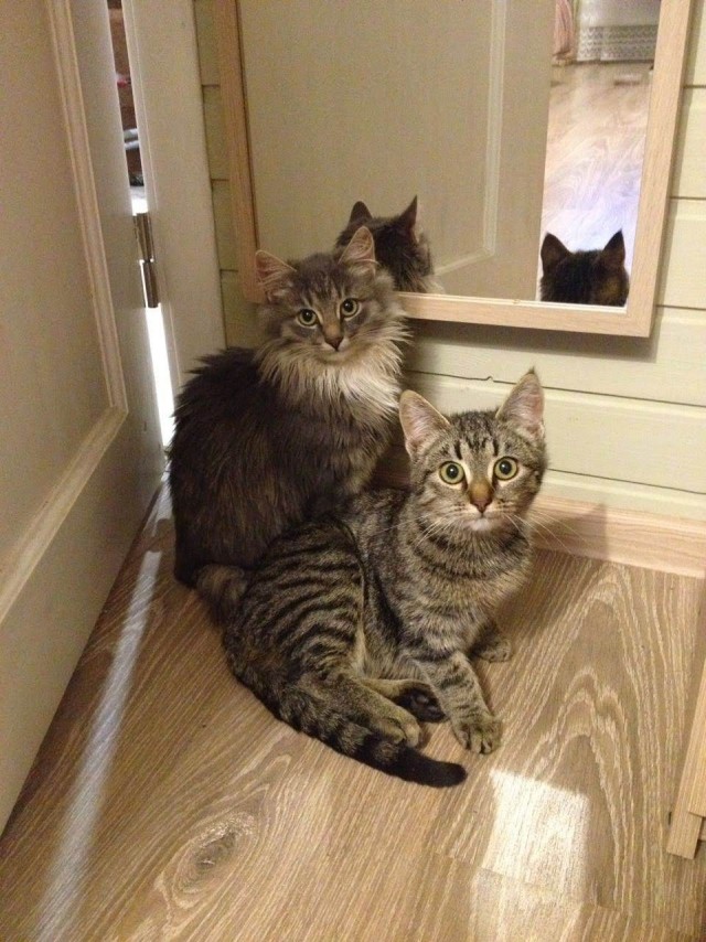 Котята ищут дом.