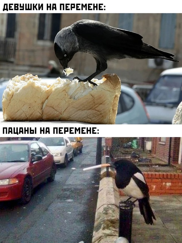 Весёлый полтишок 02.10