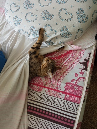 Лето и коты