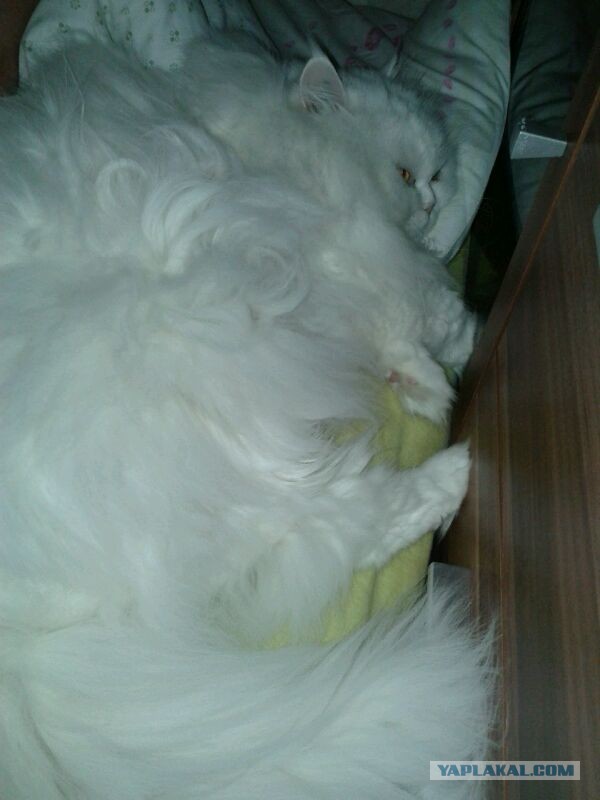 Котовторник 09.04.2013