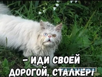 Разработчики игры S.T.A.L.K.E.R. 2 показали геймплей и новые детали