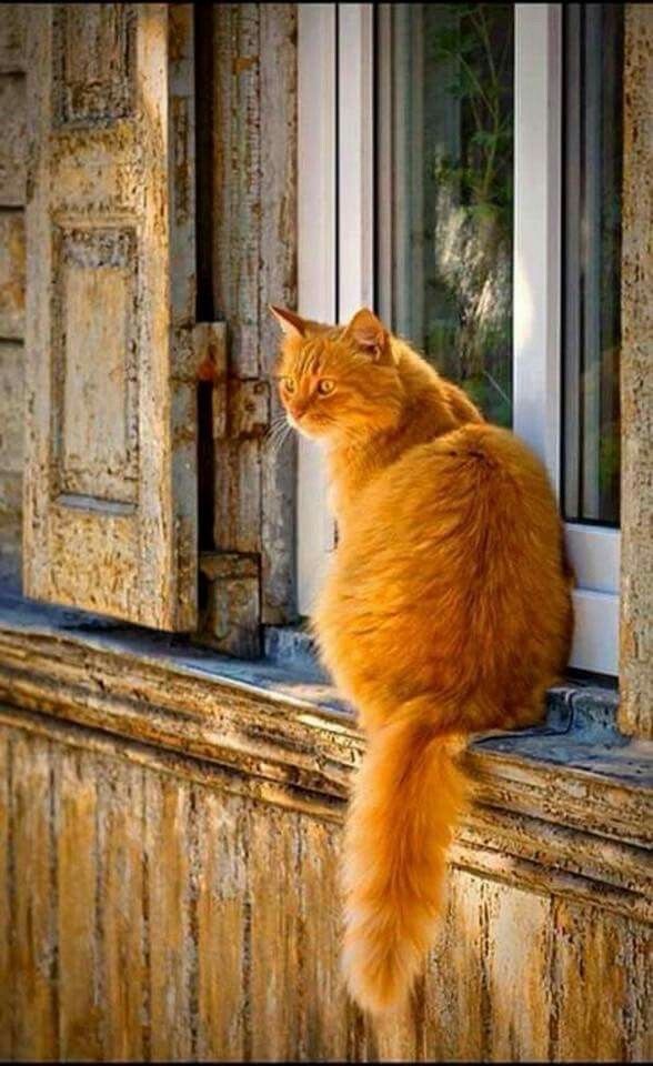 Сегодня отмечается День рыжего кота