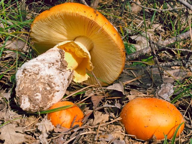 Очумелые Пёрышки. Начало