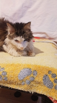 К котовторнику