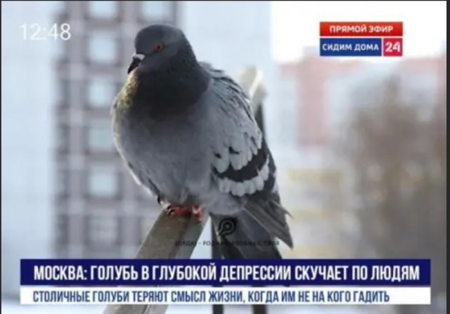 Пять голубей в носках пытались ввезти в Россию