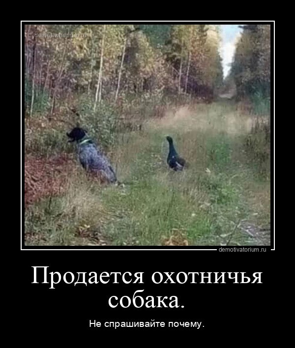 К собакочетвергу