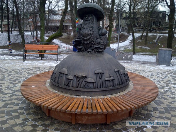 Топ-10 грибов