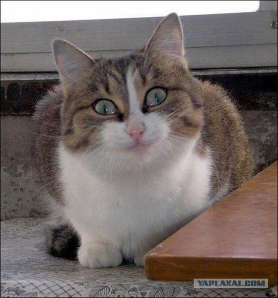 Кот сам пришел