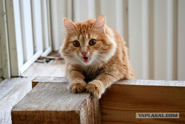 Котовторник 31.03.2015