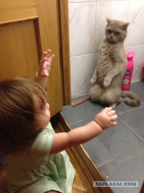 Котовторник 12.03.13