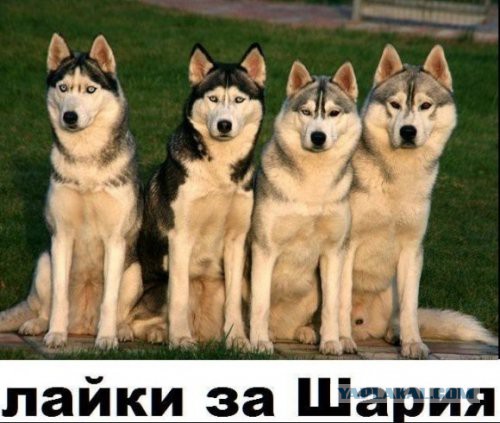 Вычислю по IP