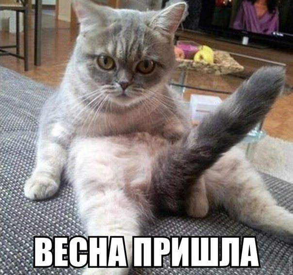 Обидели котейку? Получите, распишитесь!