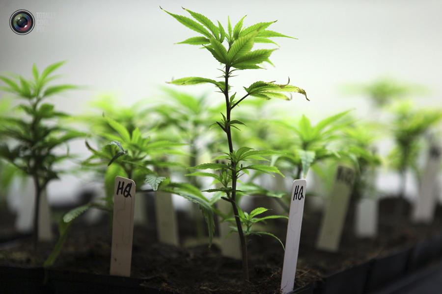 вегетативная стадия роста марихуаны