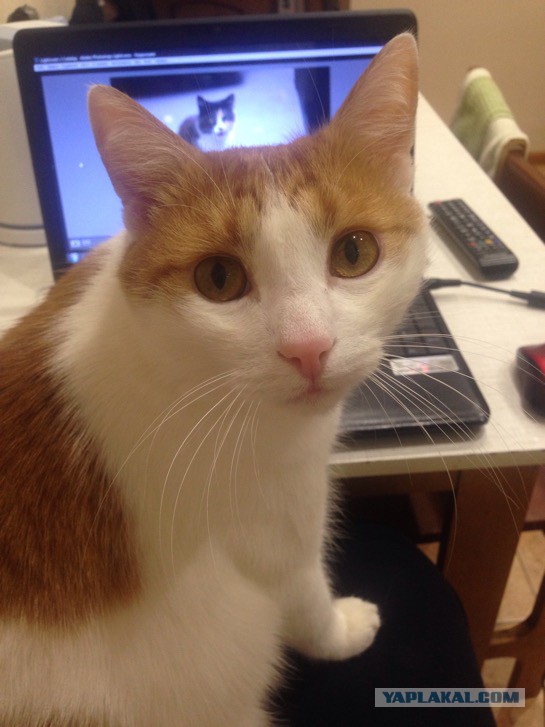 Котовторник 03.11.2015