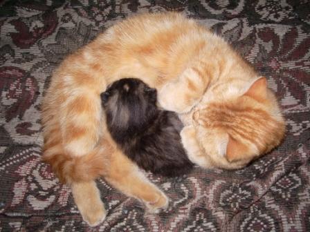 Коты, кошки, котята
