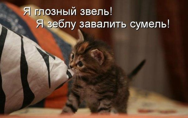 Мохнатые беспредельщики
