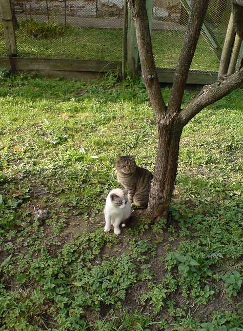 Котомет на вторник - супер подборка котов! (22.01)
