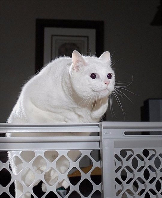 Коты из сети