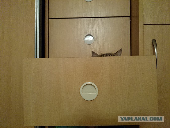 Испытание для самых внимательных: разглядите кота на фотках