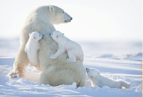 Самые смешные животные