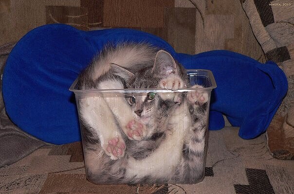 Коты и Кошки