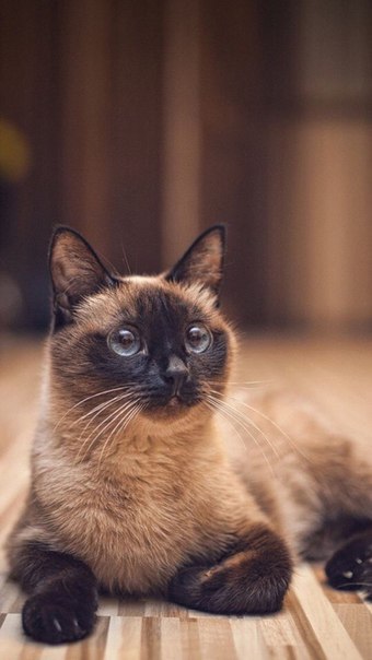 Коты и Кошки