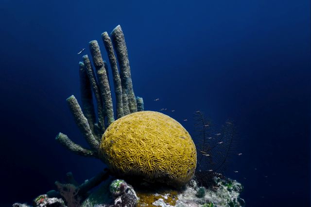 Голубая дыра (Great Blue Hole)