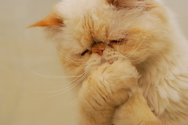 Коты и Кошки