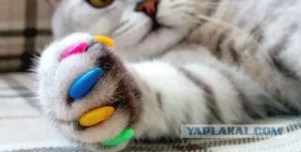 Выводя собаку на улицу, надевайте намордник 18+