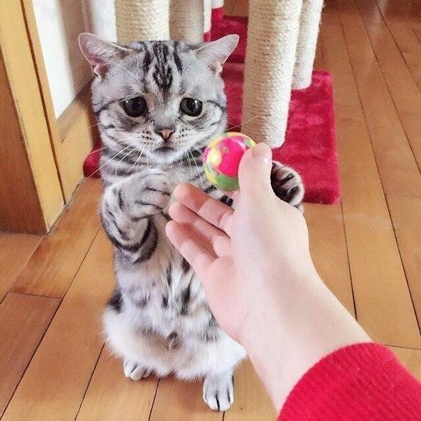 Коты и Кошки