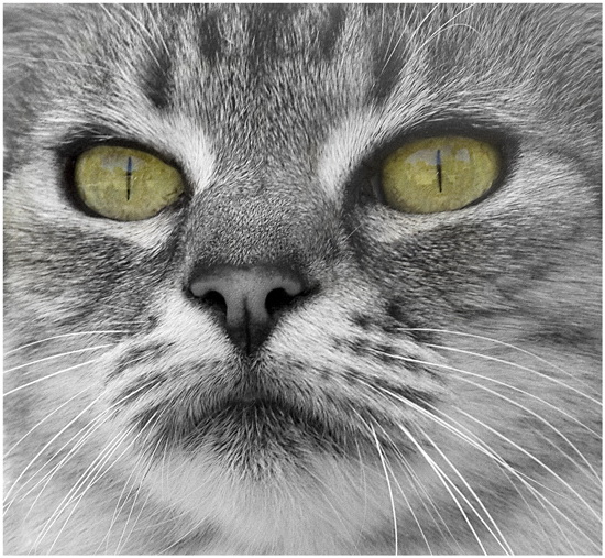 Коты и Кошки