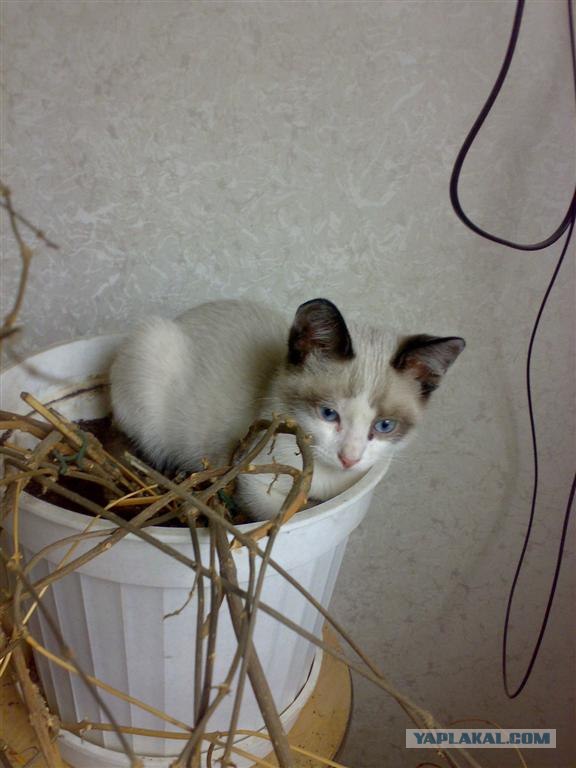 Ура, котовторник! (01.07.2008)