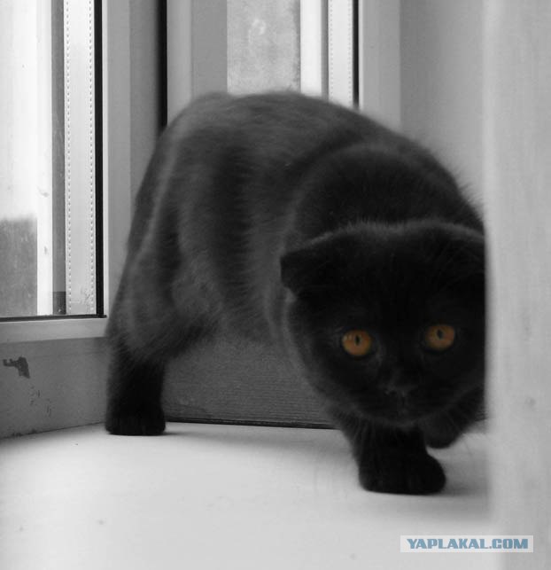 Котовторник на ЯПлакалъ