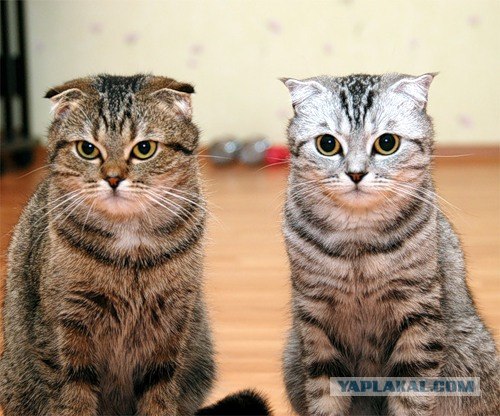Кошачья жизнь (6 Фото)