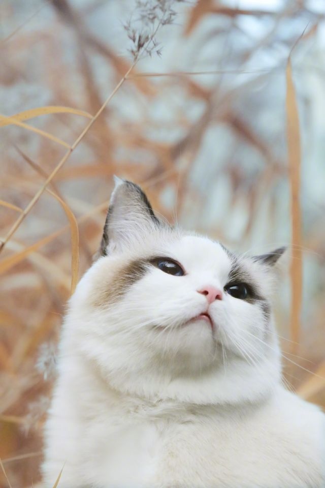 Прикольных котов пост