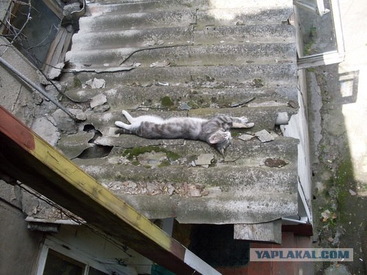 Котовторник объявляется открытым!