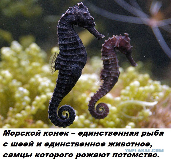 Подборка бесполезных фактов