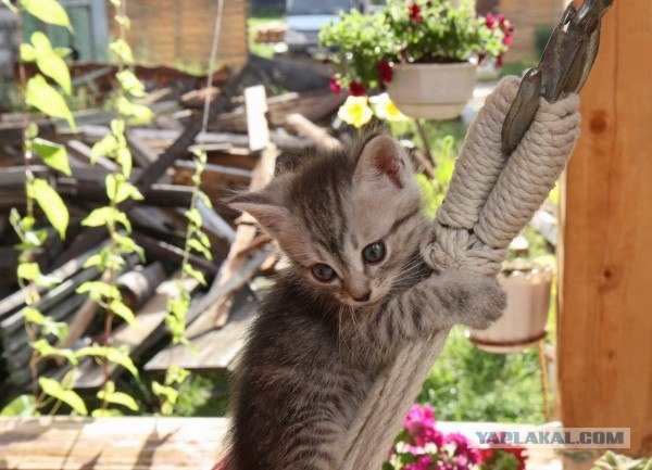 Котовторник 24.07.2012